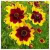 Everwilde Farms - 1/4 Lb Plains Coreopsis Native Wildflower Seeds