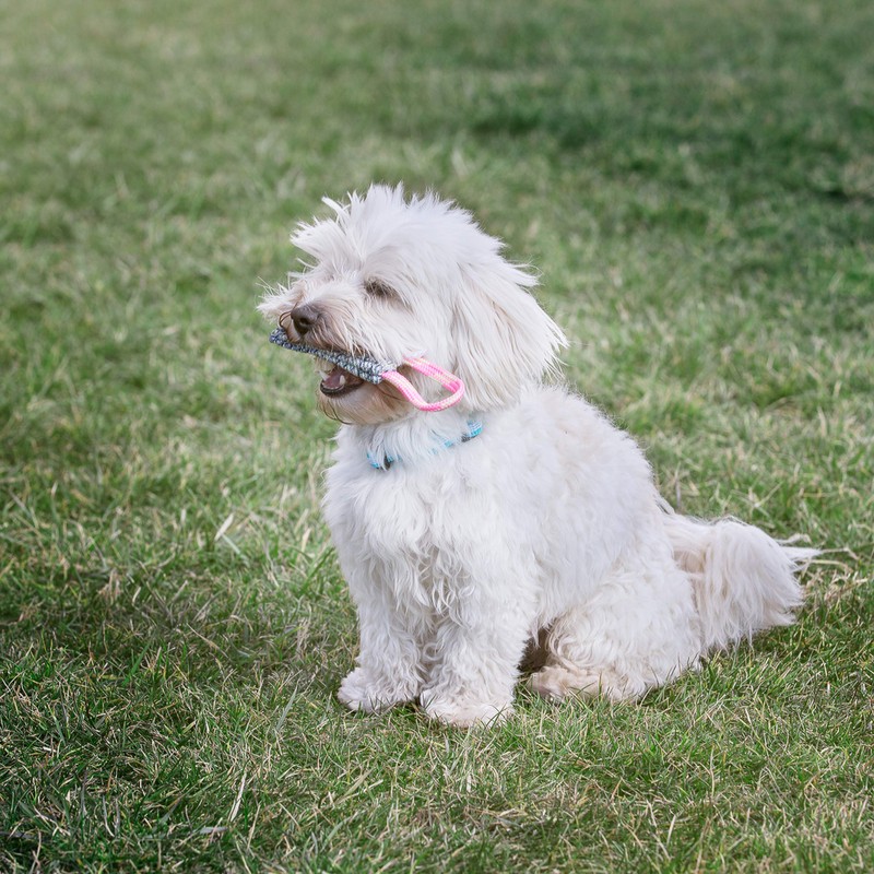 Julius-K9 Cotton Nylon Dog Training Dummy