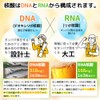 Concentrated DNA & RNA (Nucleic Acid): Approx. 1 month (90