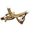 Goebel Bird of the Year 2023 Pair of Brownthroat Figurine
