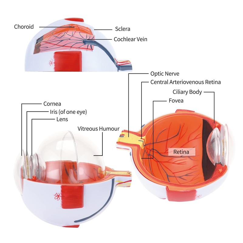 Eye Anatomy Model, 6X Enlarged Eyeball Model, Human Eye Anatomical
