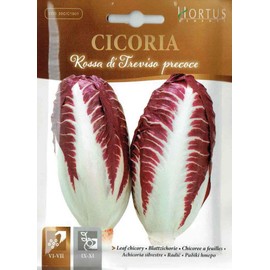 HORTUS Seeds: Art 1901 Leaf Chicory Treviso Precoche