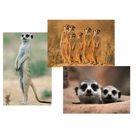Edition Colibri Meerkat Postcard Set, 3 Animal Postcards / Postcards of Meerkats in Africa (10635)