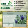Outsidepride 500 Seeds Perennial Blue Echinops Ritro Globe Thistle Flower