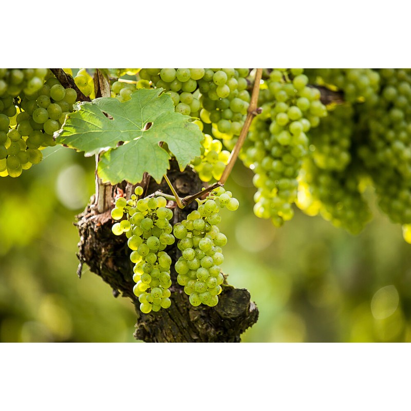 Pure Herbs: Grape Seed - 4 oz.