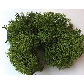 Biotope Aquatics Ltd Air Plant - Reindeer Moss DARK GREEN for Tillandsia - Airplant Flower Arranging House Decoration