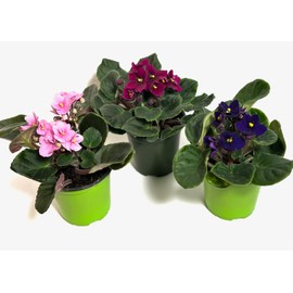 Generic 3-Pack African Violets (Saintpaulia) in 4-Inch Pot, Assorted Colors, Beautiful African Violets, Home Decor, Office Decor