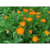 Dwarf Calendula Pot Marigold Ruddles Premium Seeds for Planting Packet