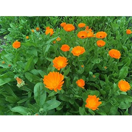Dwarf Calendula Pot Marigold Ruddles Premium Seeds for Planting Packet