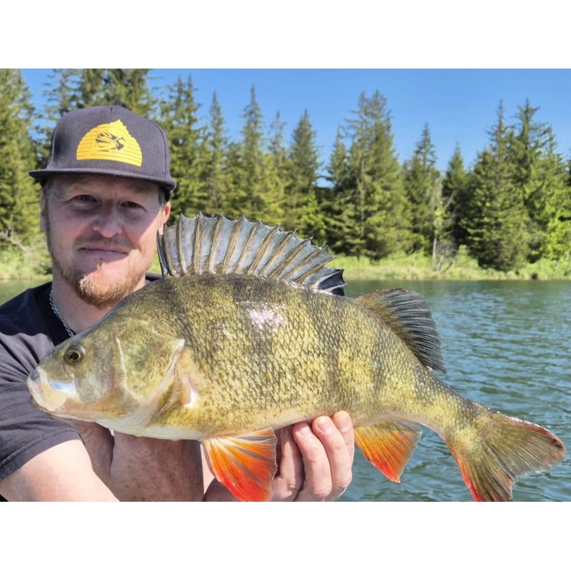 Major Fish Premium Predatory Fish Box Fishing Gift for Fishermen