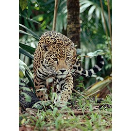 Edition Colibri Jaguar Postcard Set, 3 Animal Postcards / Postcards of a Jaguar in the Rainforest / for Collectors and Postcrossing (10684)