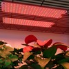 LED Grow Light
