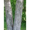 Black Walnut, Juglans Nigra, (Northern Source), Tree 3 Seeds