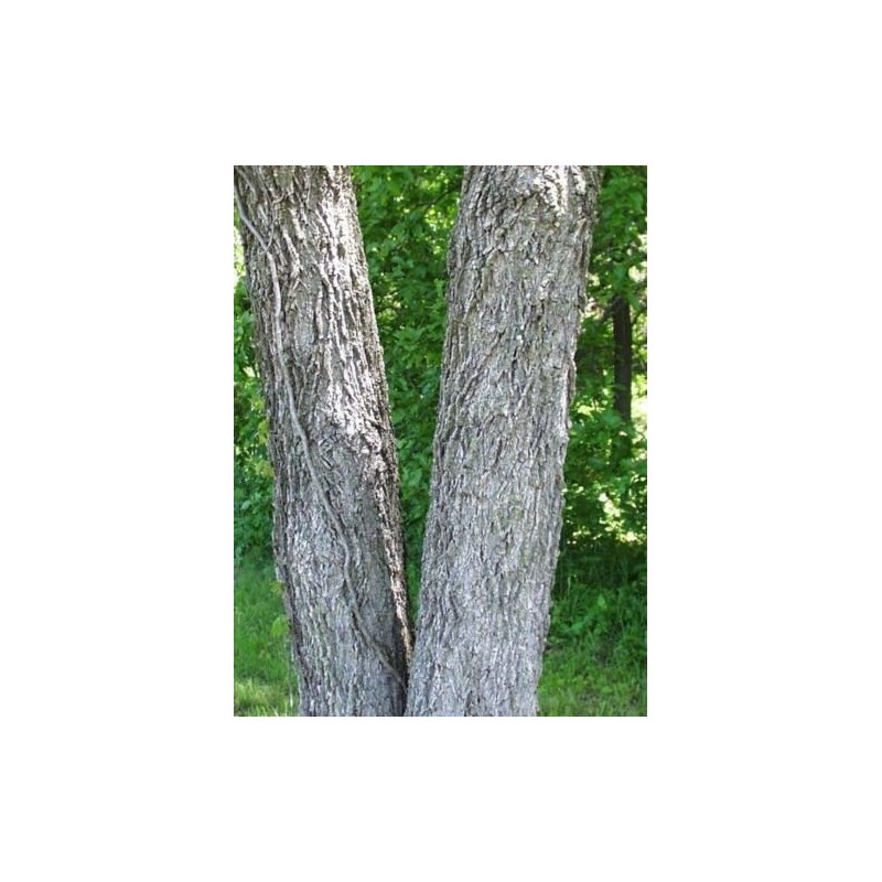 Black Walnut, Juglans Nigra, (Northern Source), Tree 3 Seeds
