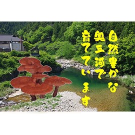 国産アウトレットカット霊芝500g
