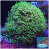 coralSLover Live Saltwater Coral Frag - Green Star Polyps