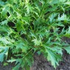 Mizuna (Heirloom Japanese Mustard Greens) (500 Seeds)