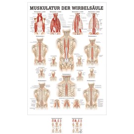 Muscles of the spinal column Mini Poster Anatomy 34x24 cm Medical Teaching Medium