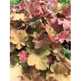 3 Caramel Heuchera/Coral Bells in 4 Inch Pots- Great for Fall Planting!