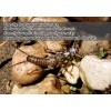 20PCS Soft Insect Stonefly Nymph for Trout Bluegill Perch Creek
