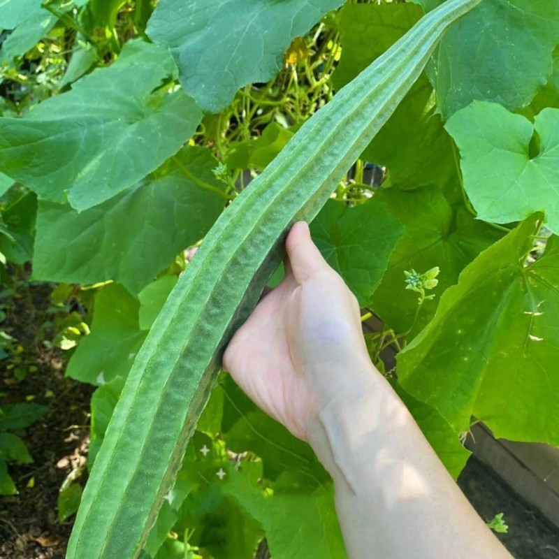 NYgardenia 20pcs Ridged Sponge Gourd Seeds – Heirloom Angled Luffa