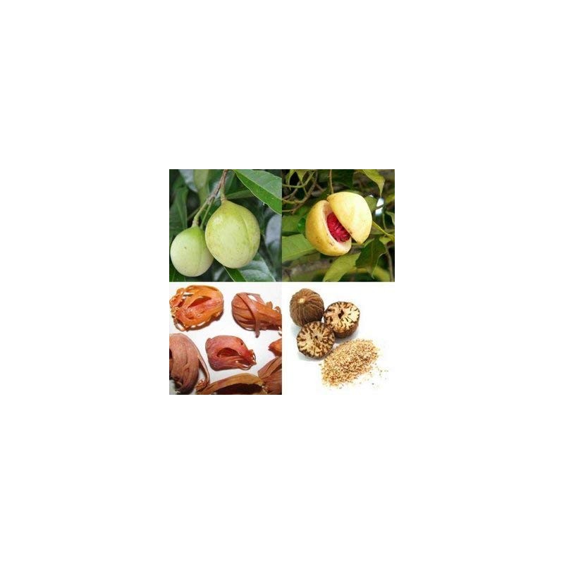 Nutmeg | Nutmegs Whole Dried Grade A Premium Quality 100g