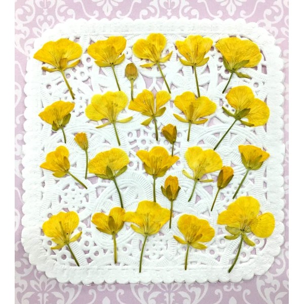Compact Pressed Flower Blossoms, Approx. 25 Sheets, Small Amount, UV Resin, Pressed Flower Art, Accessories, Welcome Board, Marriage Certificate, Child-Raising Appreciation Card
