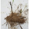 Black Timber Bamboo Nigra Daikokuchiku California Giant Bare Root Plant