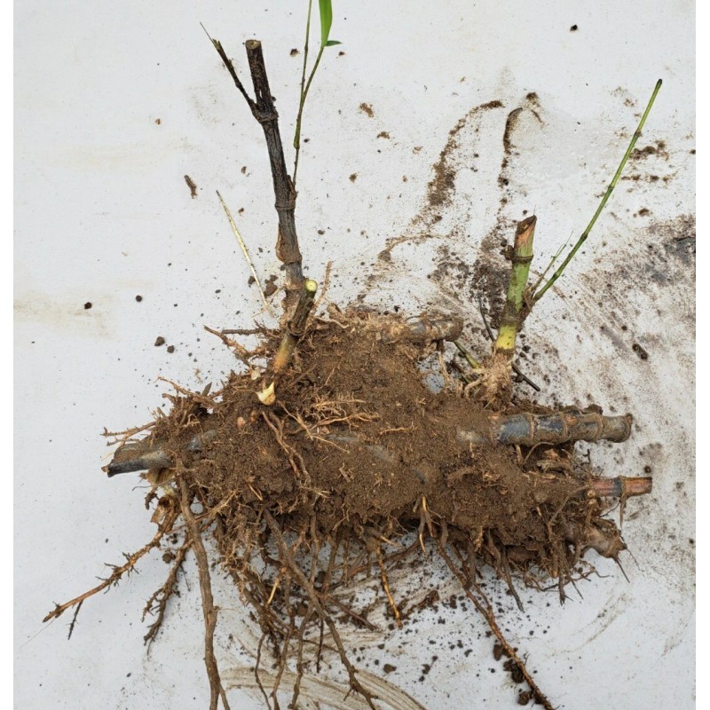 Black Timber Bamboo Nigra Daikokuchiku California Giant Bare Root Plant