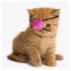 vomvomp 3 Pack Cat Eye Patch for Cats Missing Eyes