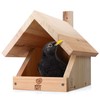 Solid Wood Blackbird Nesting Box - Weatherproof & Untreated, Wooden
