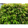 2 Xylosma congestum, Shiny Xylosma, Live Plants, 2.5” Nursery Cubes,