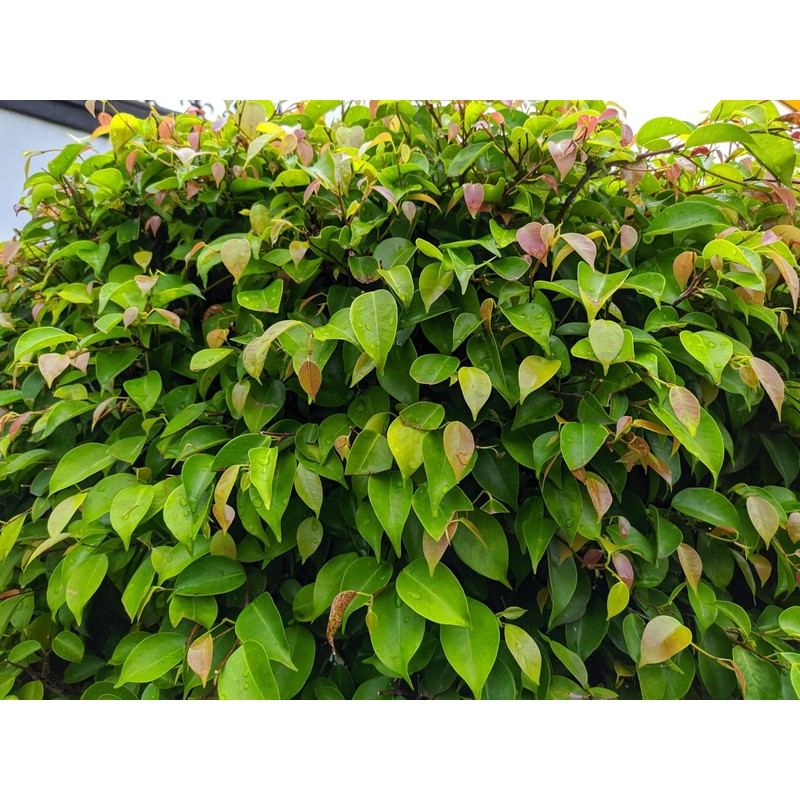 2 Xylosma congestum, Shiny Xylosma, Live Plants, 2.5” Nursery Cubes,