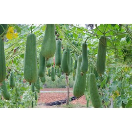 NIKA SEEDS - Vegetable Dishrag Gourd Smooth Luffa Sponge Rag - 10 Seeds