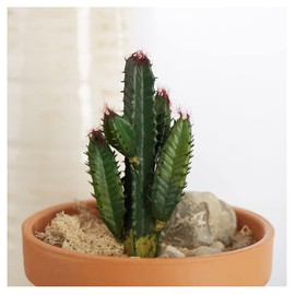 Factory Direct Craft Group of 2 Artificial Cactus Picks Fake Cactus Greenery for Summer Arrangements and Displays