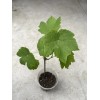 Grape Plant With Pot 10” Cutting Vine Sweet Seedless Ready