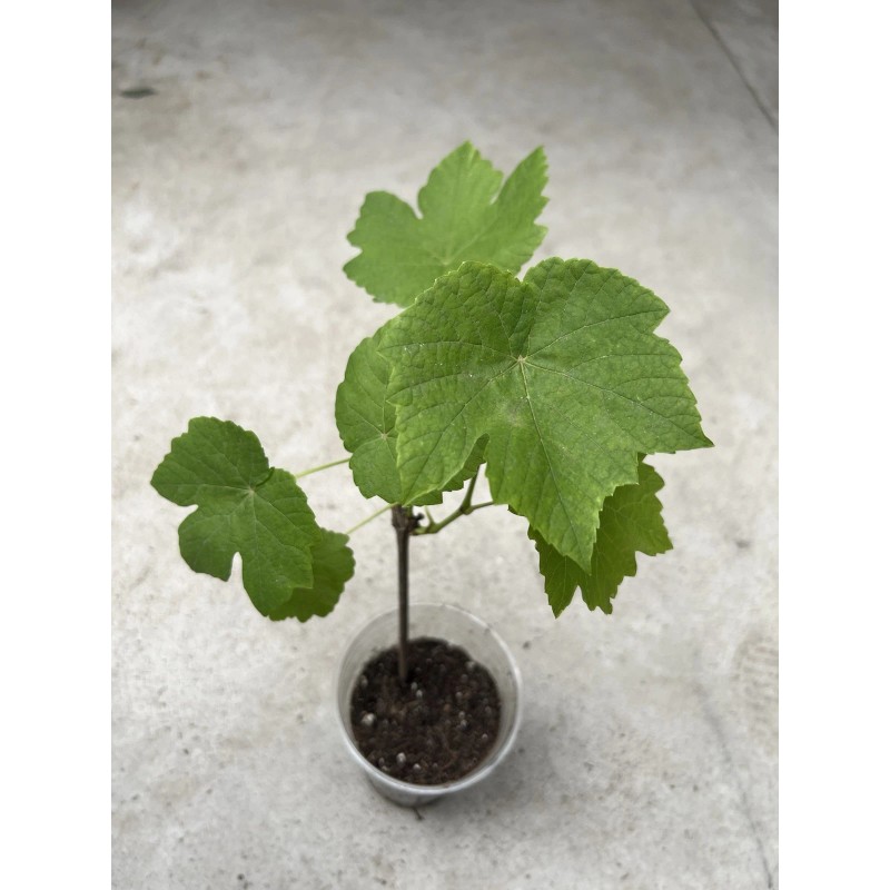 Grape Plant With Pot 10” Cutting Vine Sweet Seedless Ready
