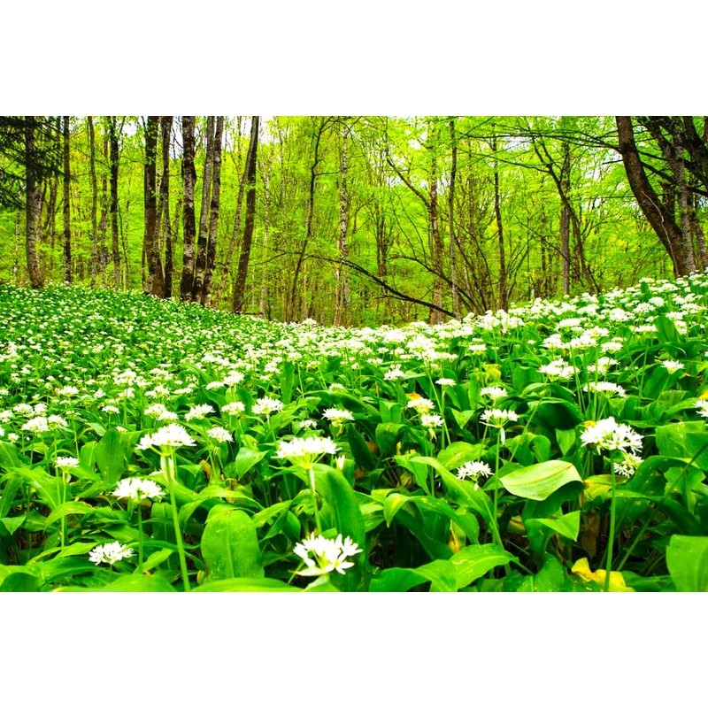 Wild Garlic Ramsons Buckrams Wild Onion 40 Non-GMO Seeds for