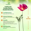 Outsidepride Purple Gleam California Poppy Seeds - 10000 Pcs. Annual,