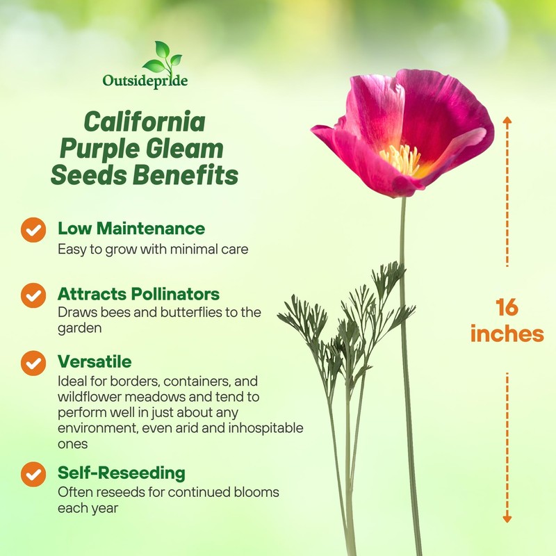 Outsidepride Purple Gleam California Poppy Seeds - 10000 Pcs. Annual,