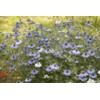 SAFLAX - Organic - Black Cumin - 300 Seeds -