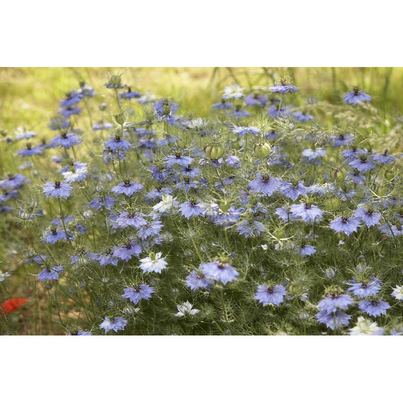 SAFLAX - Organic - Black Cumin - 300 Seeds -