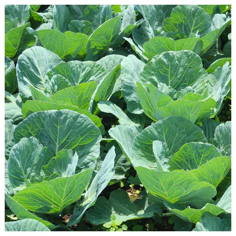 Everwilde Farms - 1000 Vates Collard Seeds - Gold Vault