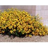 Lantana New Gold I 30 Live Plants I Verbenaceae Camara