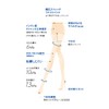 Gunze SB520 Sabrina Tights (Set of 3), Shaping, Beautifully Slimming,