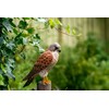 WILDLIFEGARDEN Wildlife Garden WG4470 DecoBird Kestrel - Hand Carved Decorative