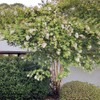 Generic Natchez Crape Myrtle, Exfoliating Bark, Pure White Flowering, Hardy,