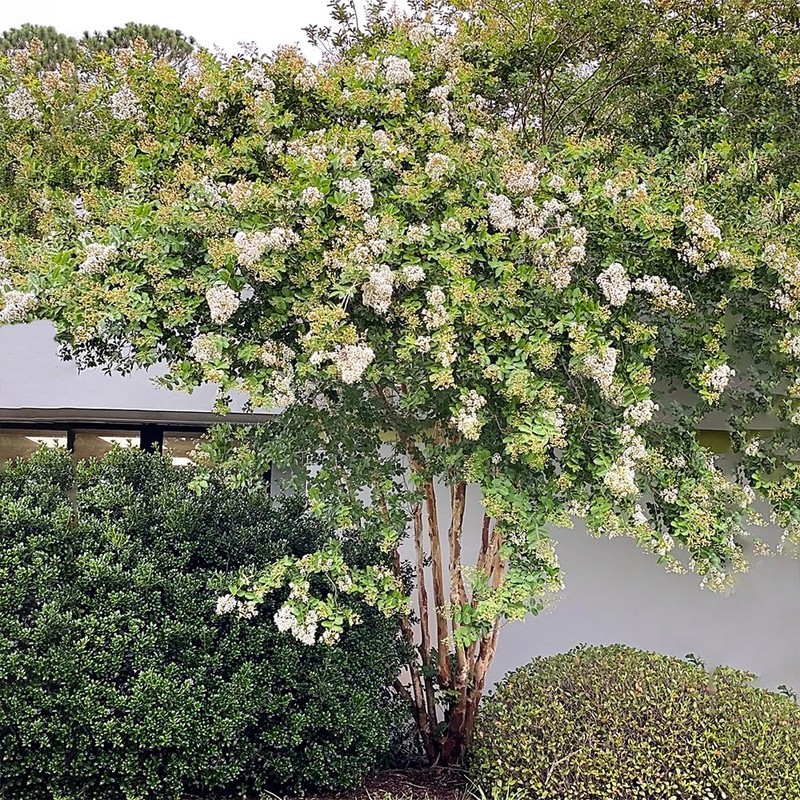 Generic Natchez Crape Myrtle, Exfoliating Bark, Pure White Flowering, Hardy,