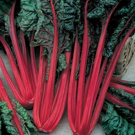 Ruby Red Swiss Chard Seeds: 1 Lb - Vegetable Garden & Micro Greens Seeds - Non-GMO Seeds for Indoor & Outdoor Gardening