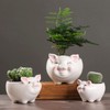 Cuteforyou Succulent Pots, Cute Animal Pig Shaped Ceramic Cactus Flower